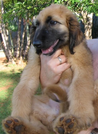 Açucena 3 meses